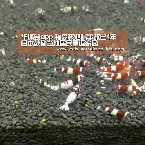 华体会app|福岛核泄漏事故已4年 日本鼓励当地居民重返家园(图2)